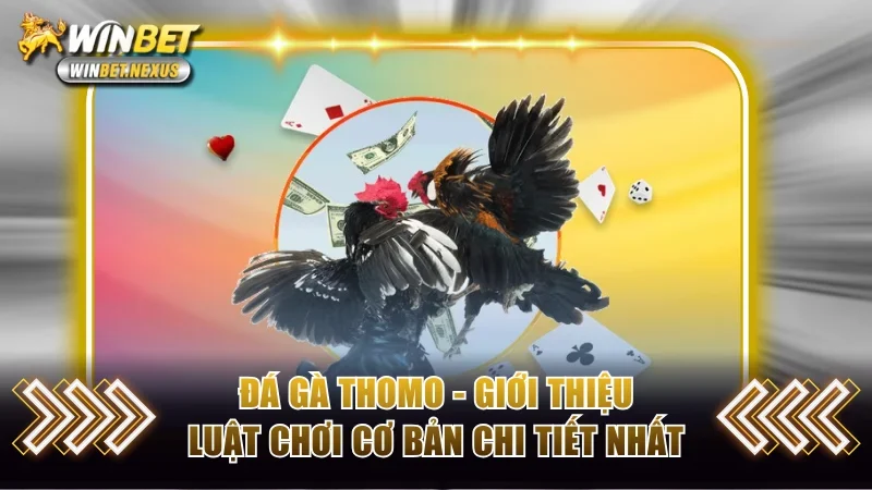 Đá gà Thomo